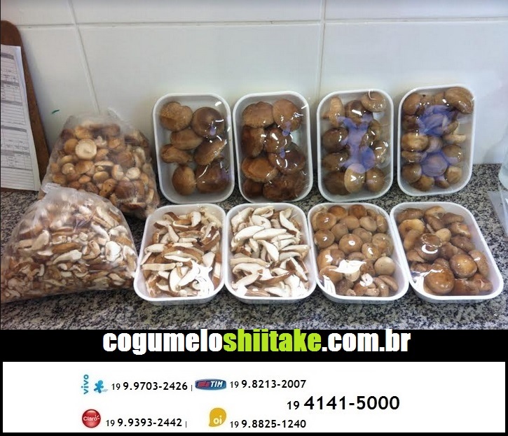 http://img.comunidades.net/cog/cogumeloshiitakebauru/Cogumelo_Shiitake_Exposi_o_2.jpg