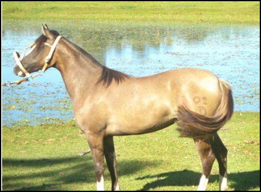 Cavalo crioulo zaino. - Arte Campeira