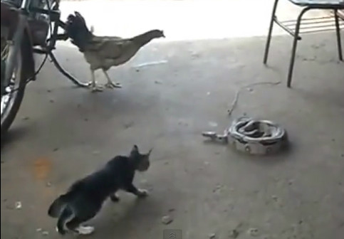 O Gato que pega cobra - A curiosidade quase matou o gato