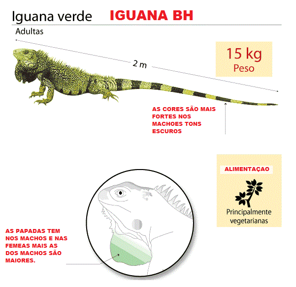 Iguana: Fatos Divertidos sobre Répteis para Crianças #9 - Michelle