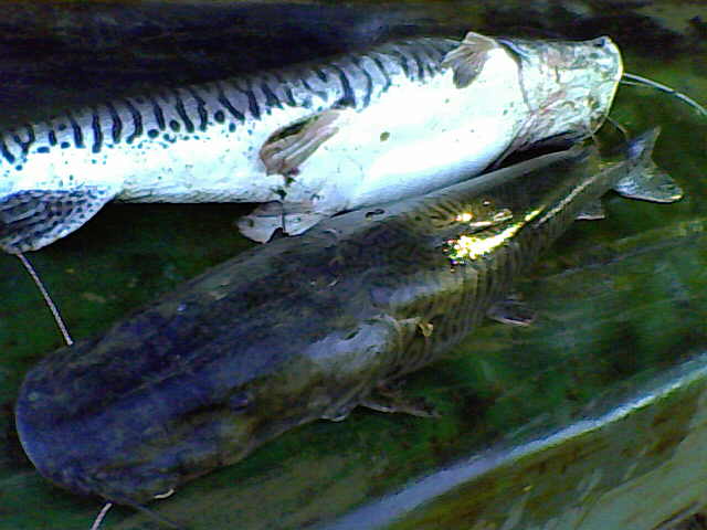 Pescados no Rio Piauí