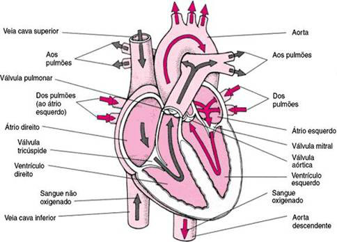 Coração e suas funções