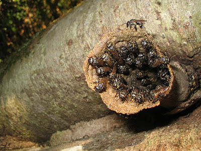 ABELHAS QUE MORAM EM UMA ARVORE  NA ENTRADA DA COLÔNIA