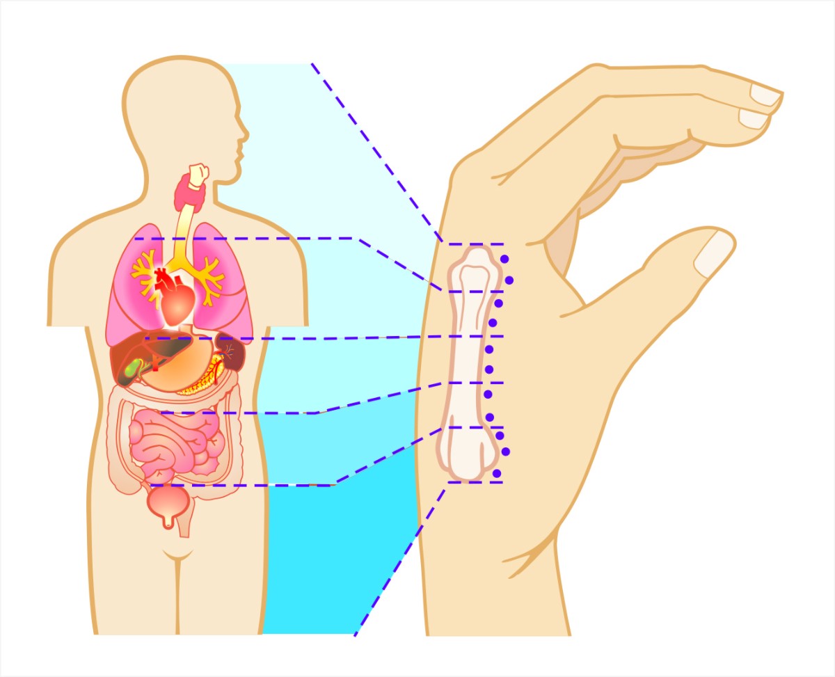 acupuntura 2º Metacarpo Método Jóji Enomóto