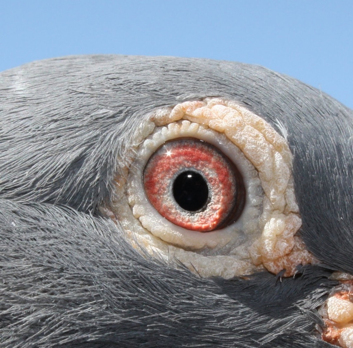 Teoria sobre o olho do pombo