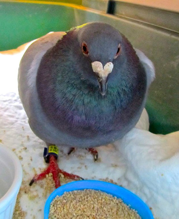 Pombo voa grande distância entre Japão e Canada