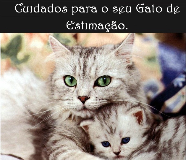 Cuidados para o seu gato