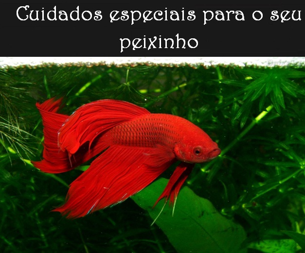 Cuidados seu peixe