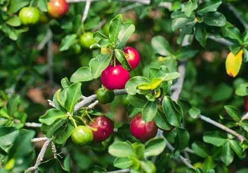 Muda Frutifera Acerola