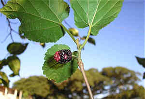 Muda Frutifera Amora