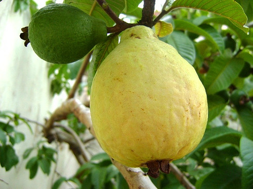 Muda Frutifera Goiaba