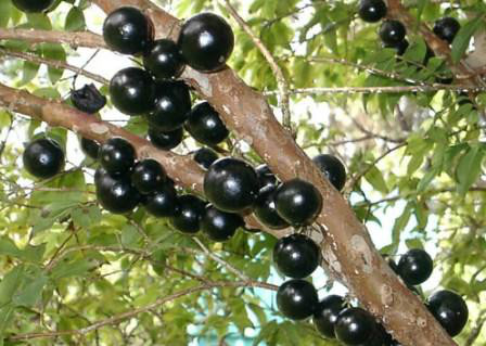 Muda Frutifera Jaboticaba