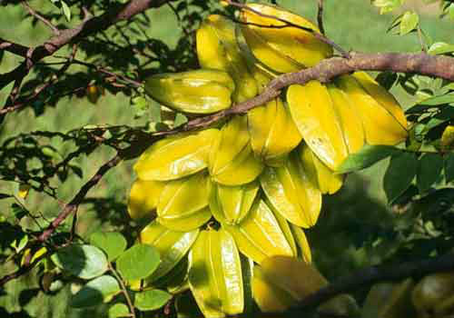 Muda Frutifera Carambola