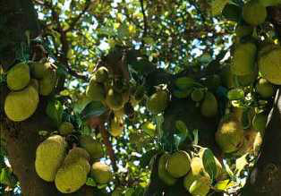 Muda Frutifera Jaca