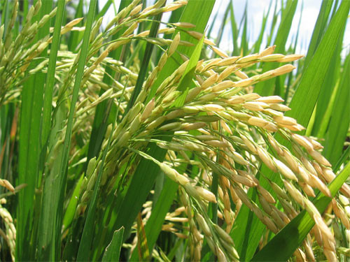 Plantação de arroz