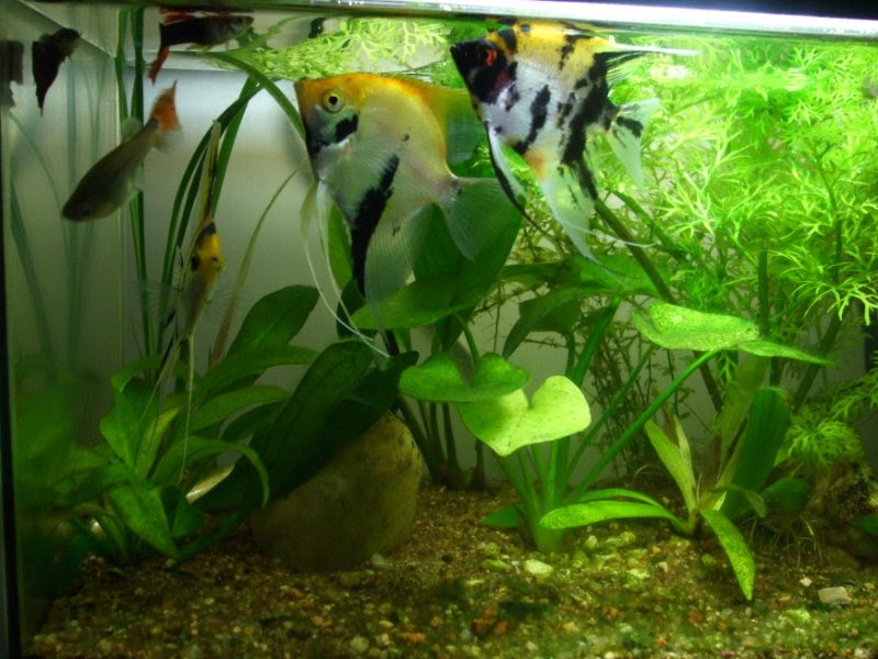 aquario com agua neutra e plantado