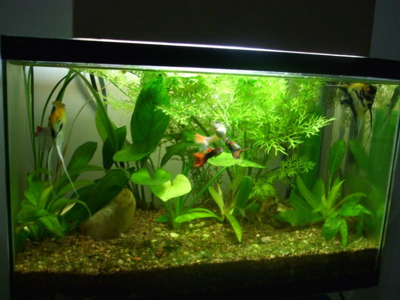 aquario plantado