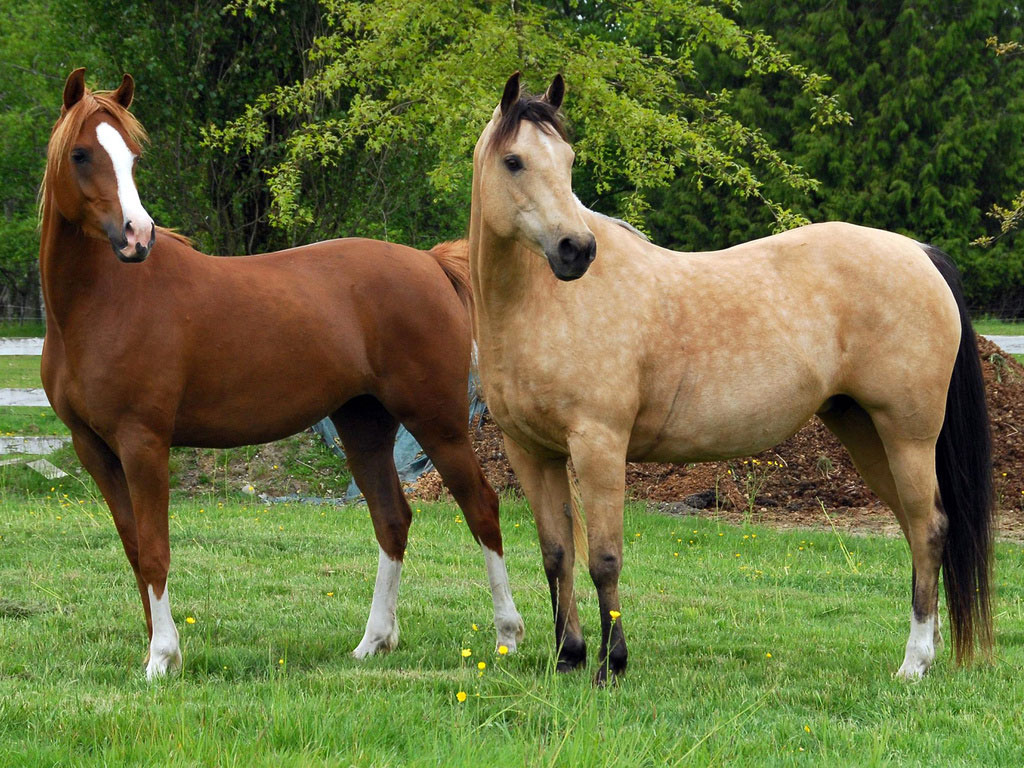 cavalos