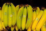 Bananas