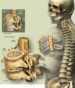 coluna cervical