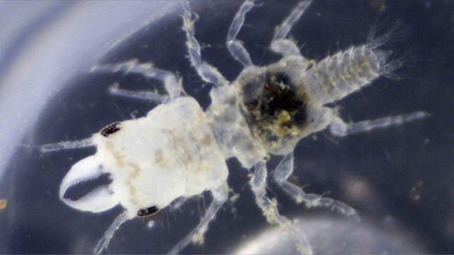 Parasita Gnathia marleyi