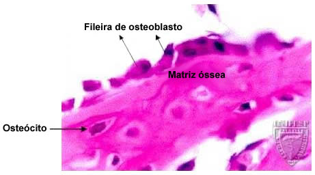 histologia