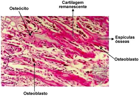 histologia