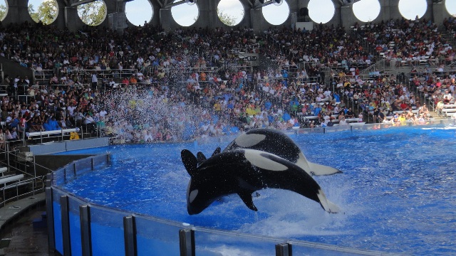 Show da Shamu