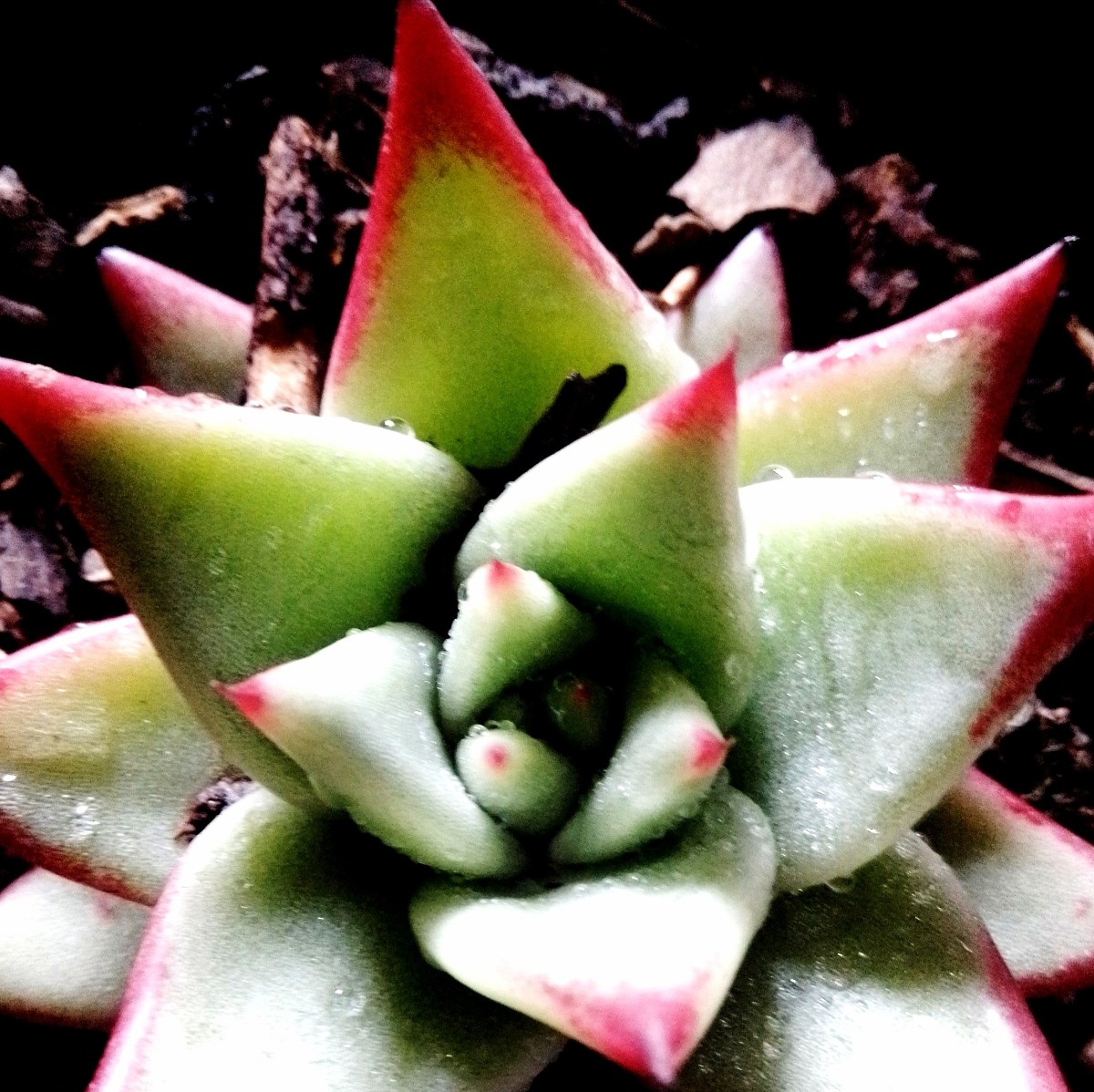 Echeveria Agavoides 