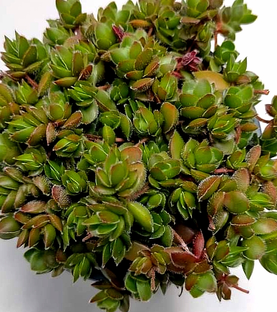 Crassula Lanuginosa 