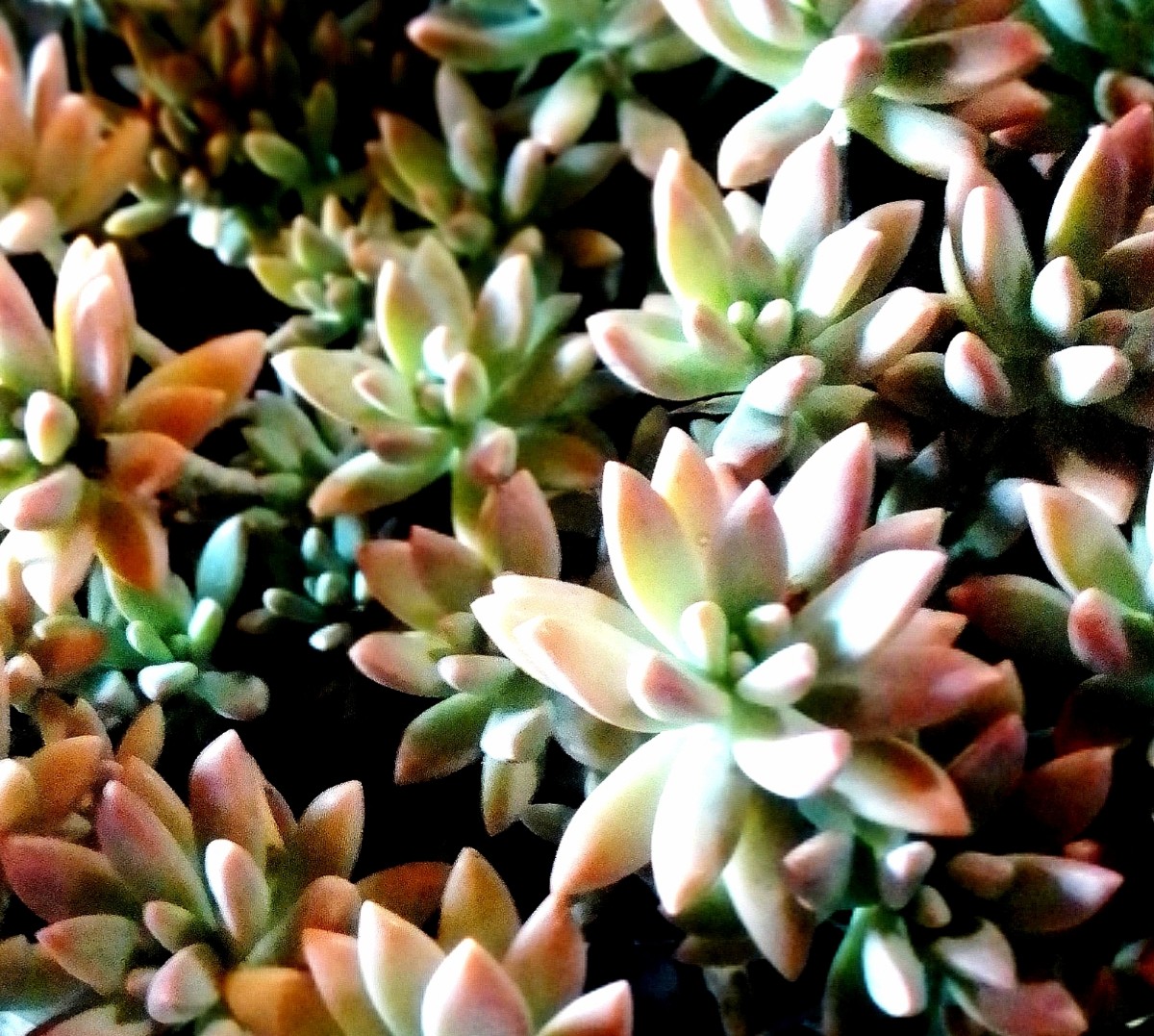 Dudleya 