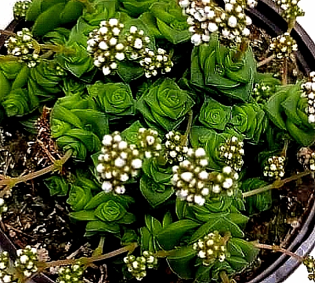 Crassula Rupestris 