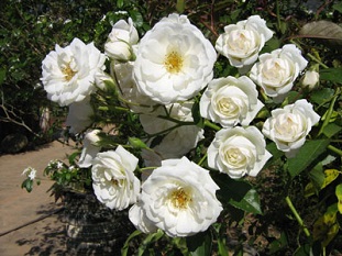 rosas brancas