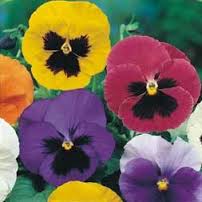 flor amor-perfeito