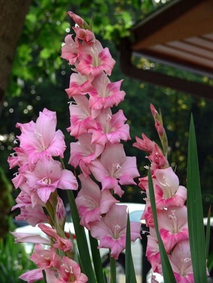 palmas cor-de-rosa