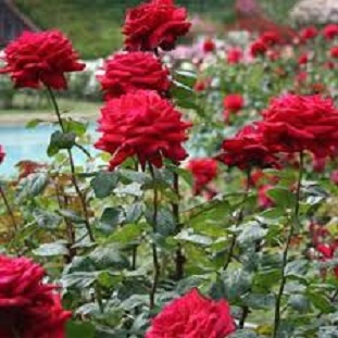 rosas vermelhas