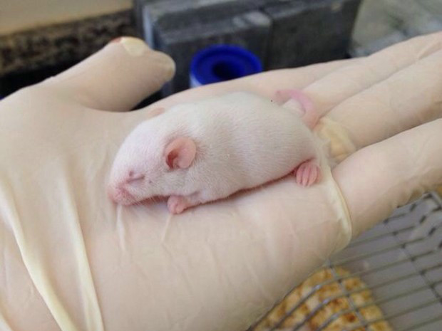ratos