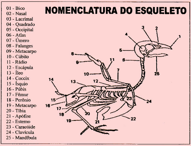 <img src="https://img.comunidades.net/can/canarilitajuba/Partes_da_ave.jpg" border="0">