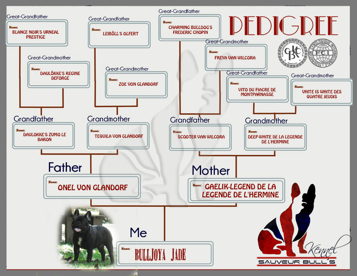 orfeu pedigree