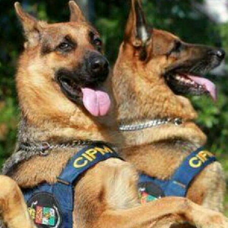 Pastor Alemão Adulto