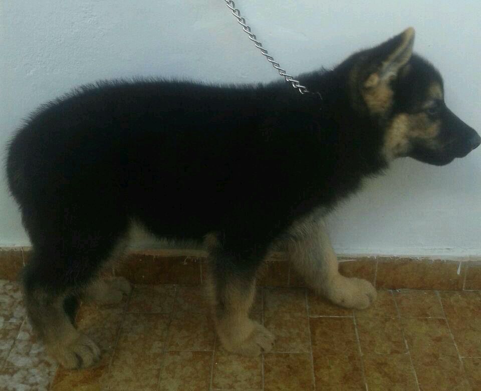 filhote de Safira