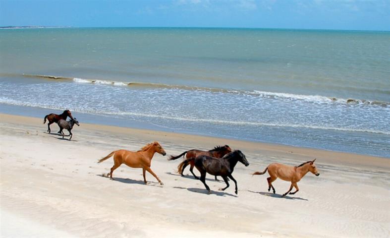 cavalos na praia