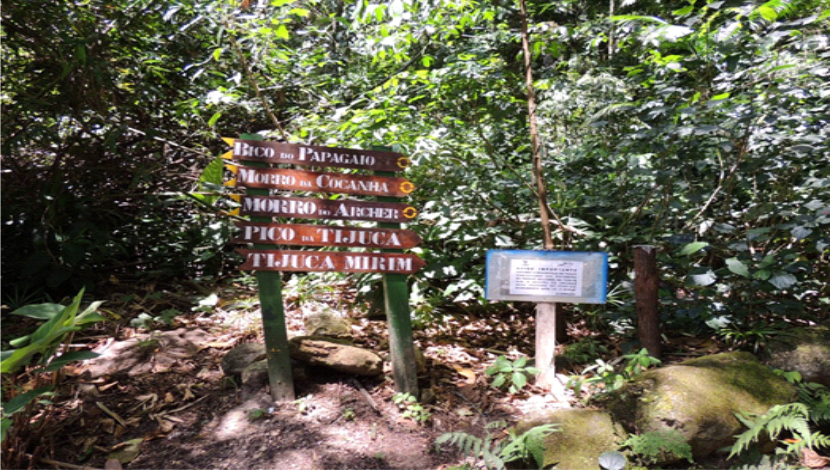 Floresta da Tijuca - Trilha do Morro da Cocanha