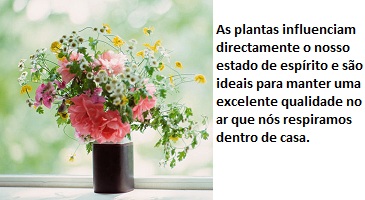 Plantas e flores