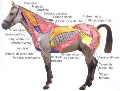 vendocavalos.com