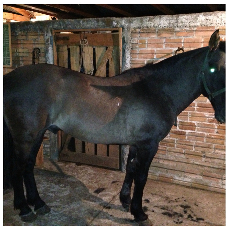 Cavalo crioulo