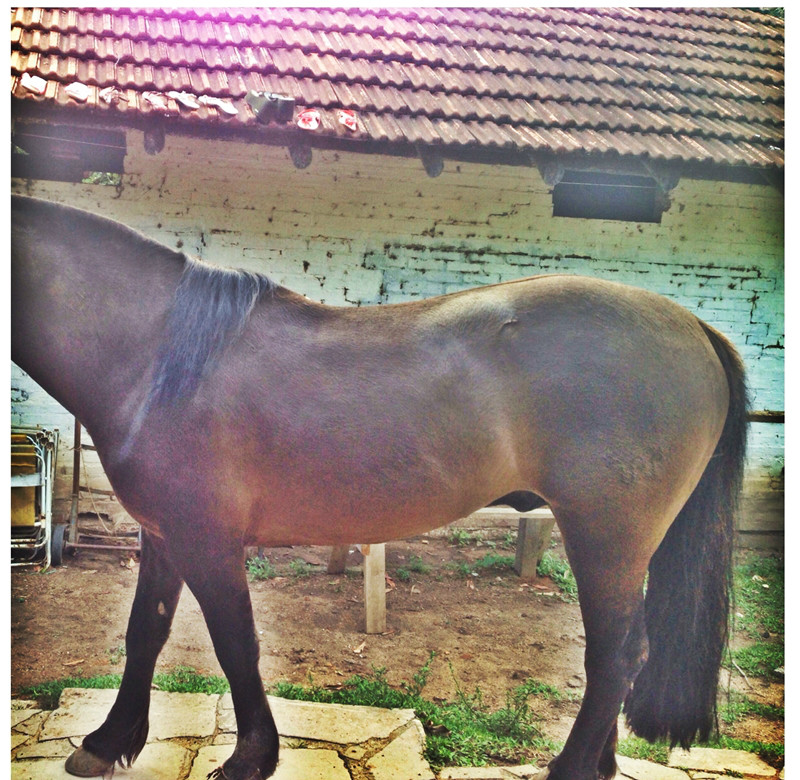 Cavalo-crioulo
