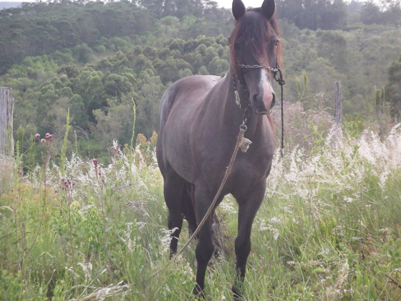 Cavalo crioulo