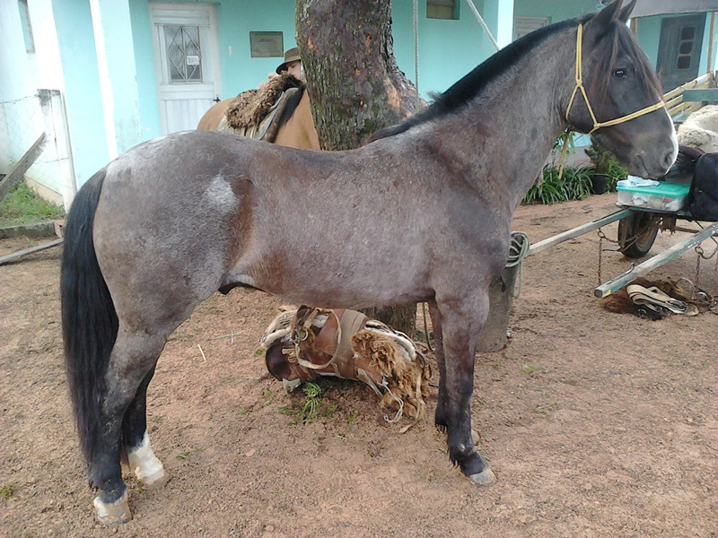 Cavalo crioulo