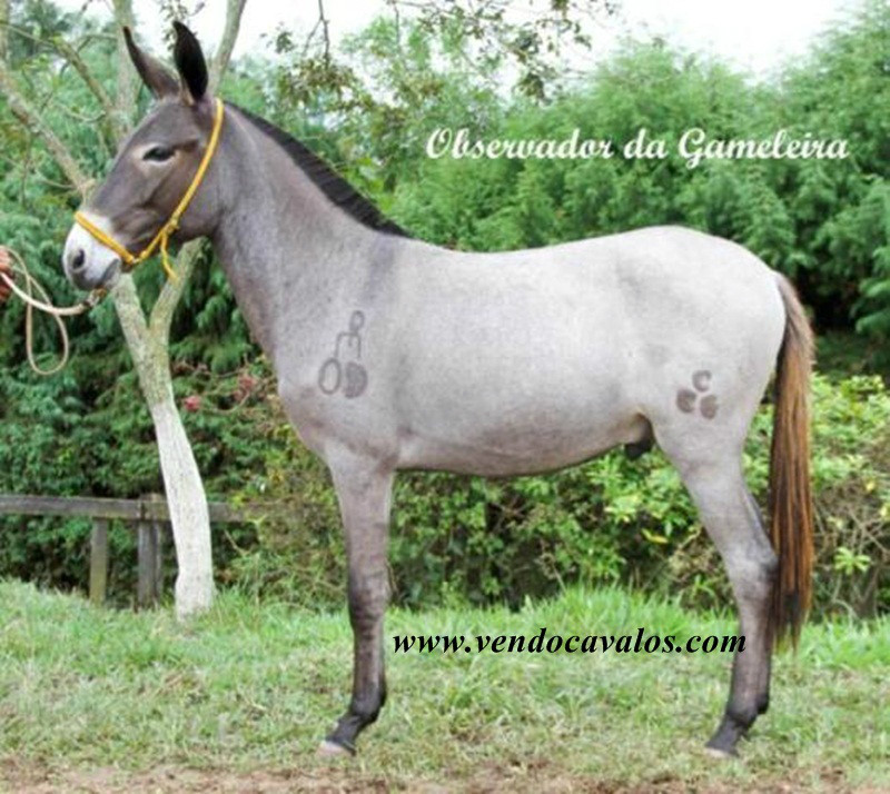 Observador_da_Gameleira